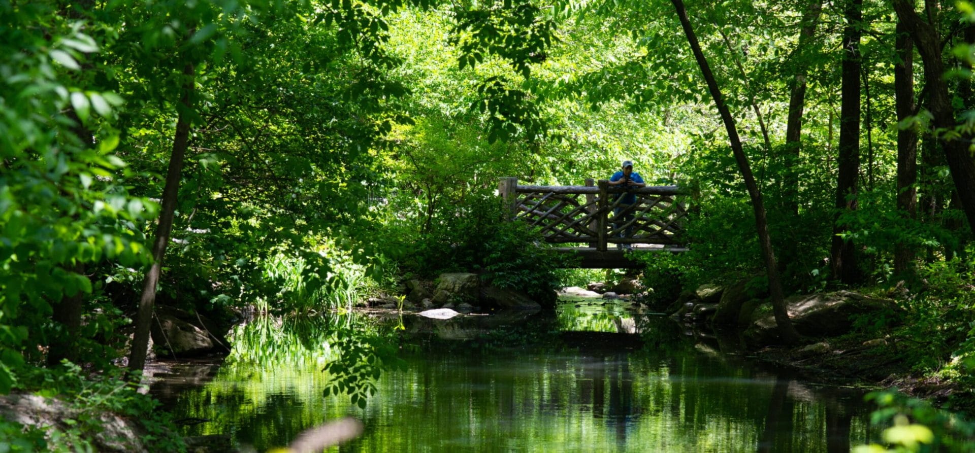 The North Woods