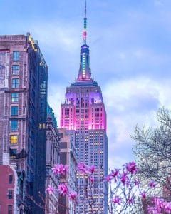 The Empire State Building in New York City is illuminated in vibrant pink and purple hues against a soft blue evening sky. In the foreground, blooming pink flowers frame the iconic skyscraper, adding a touch of springtime beauty to the scene.