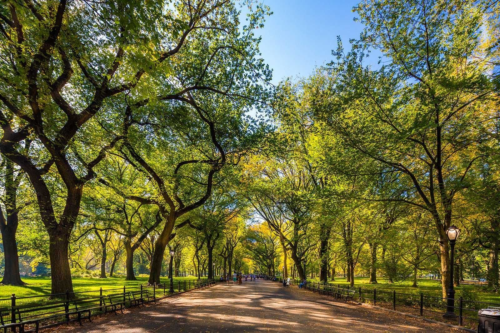 Central Park - New York City During the Summer