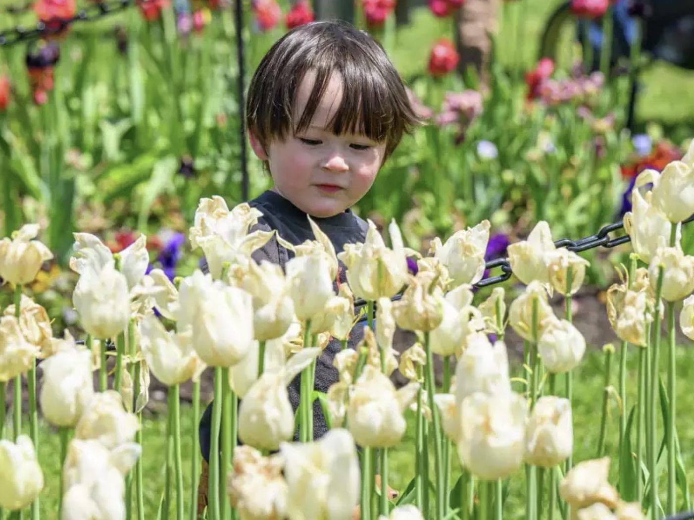 Tulip Festival