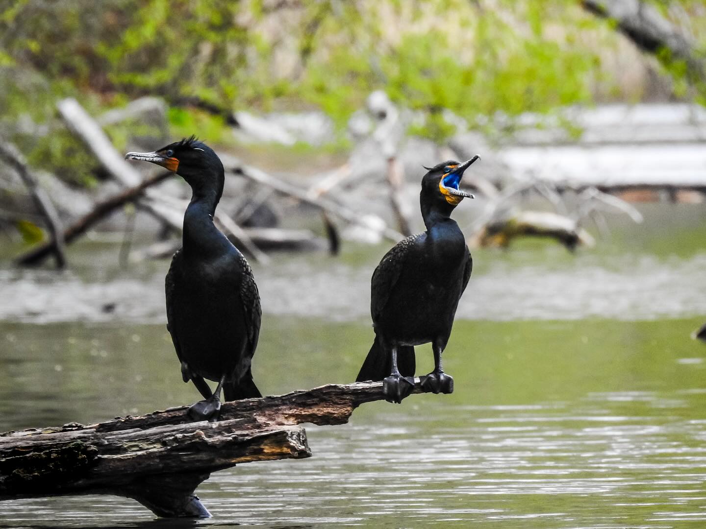 Birds in Marine Park NYC