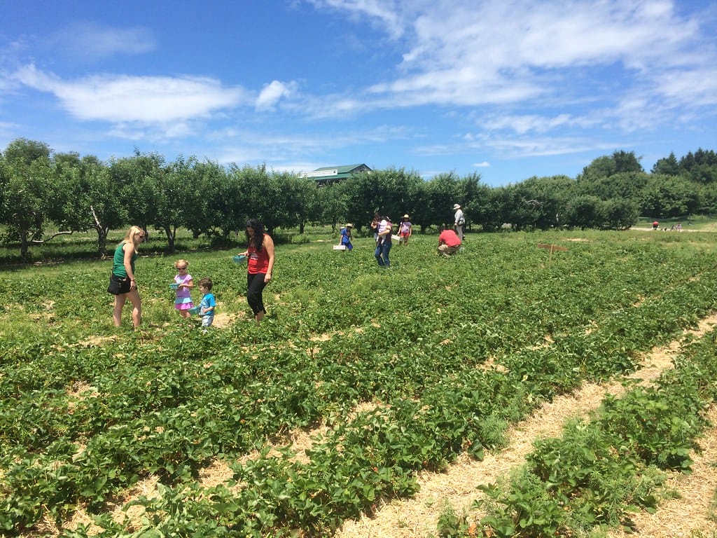 People strawberry picking