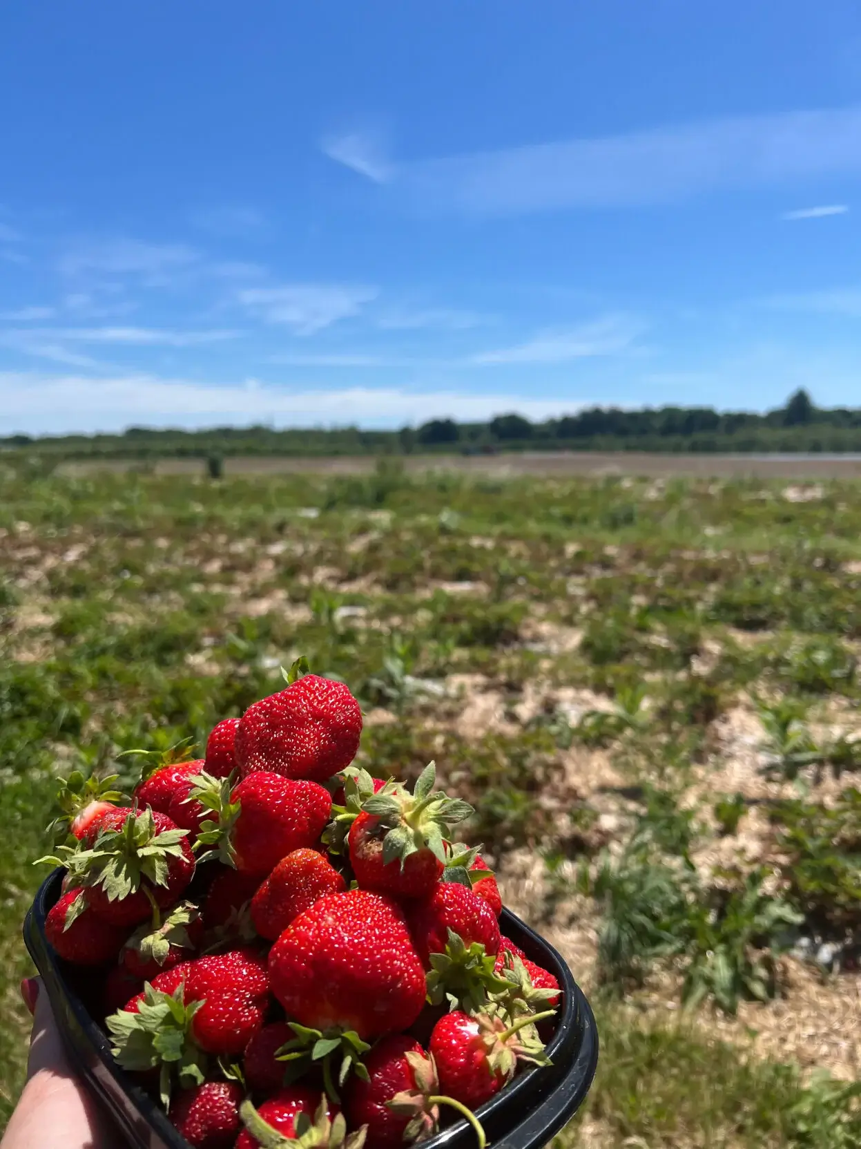 Strawberries in a basket