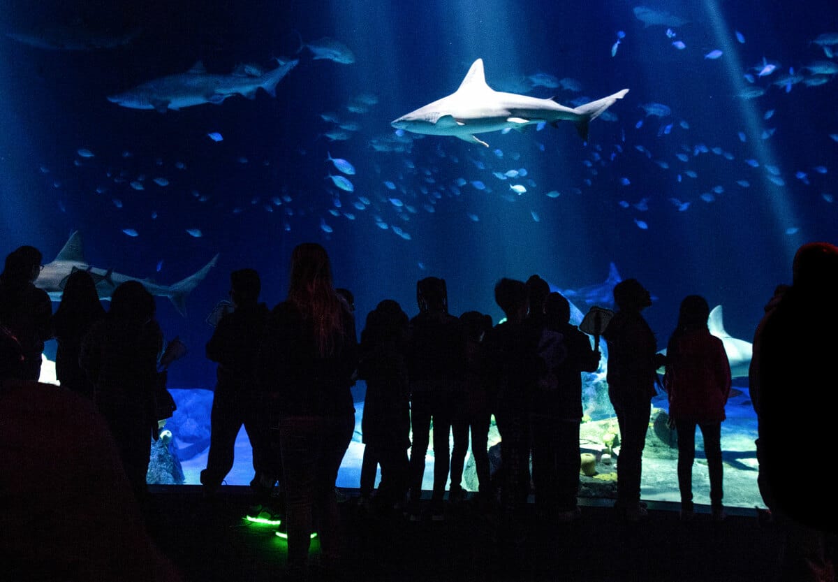 People watching ocean wildlife at the aquarium.  