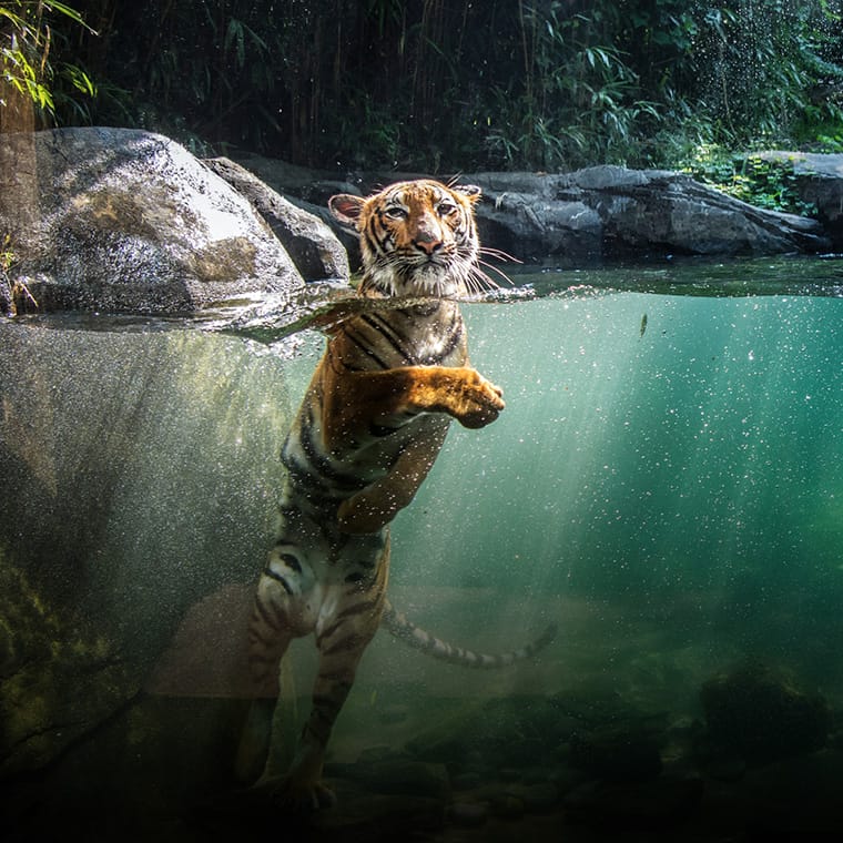 A Bronx Zoo tiger under water.