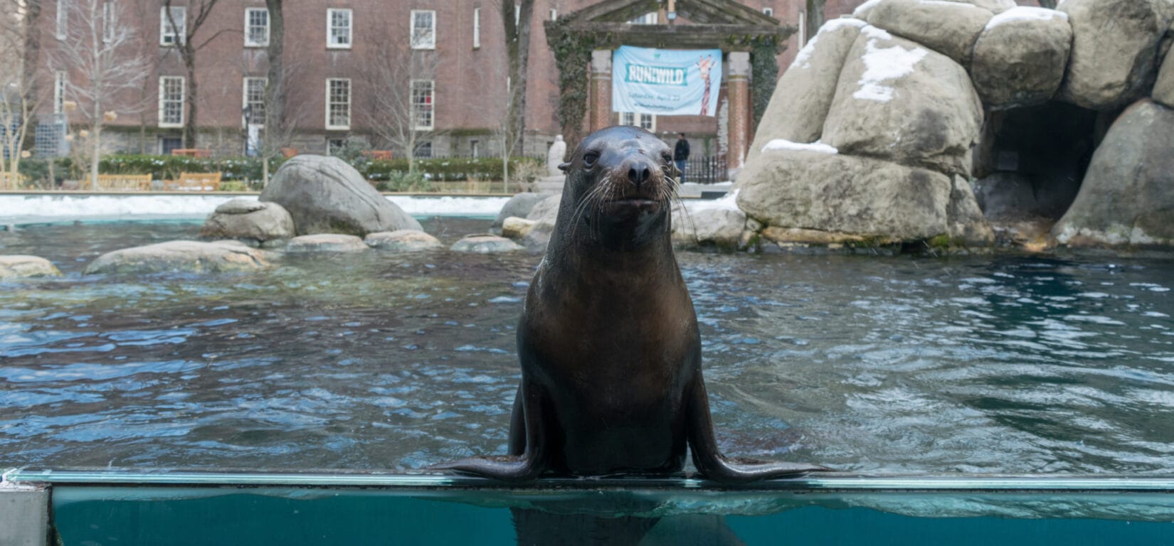 Sea lion at Central Park Zoo