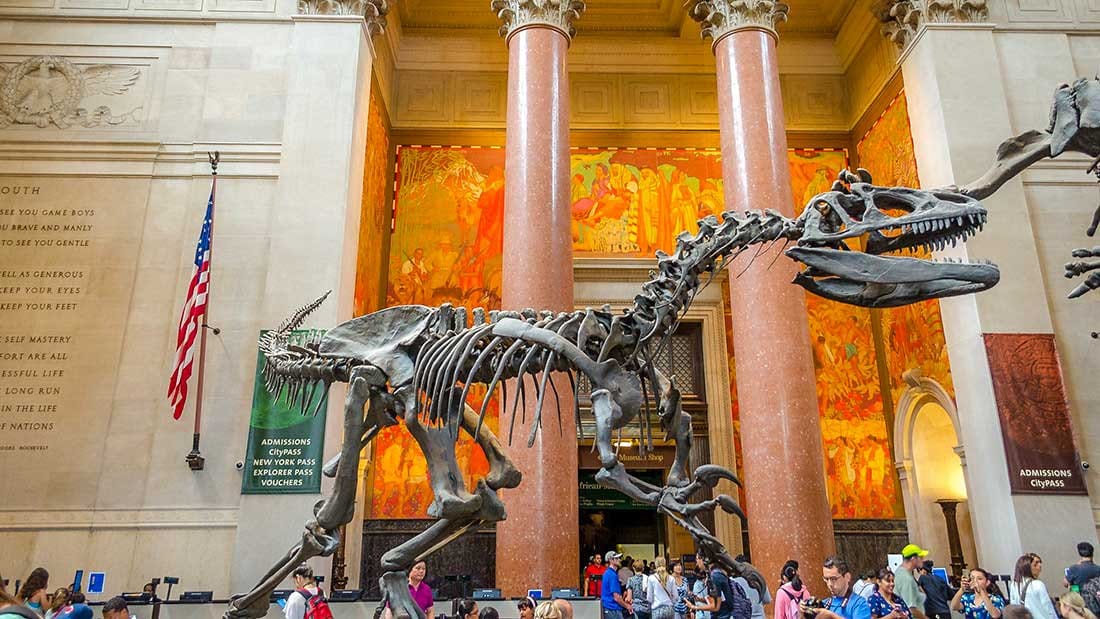 A dinosaur exhibit at the American Museum of Natural History