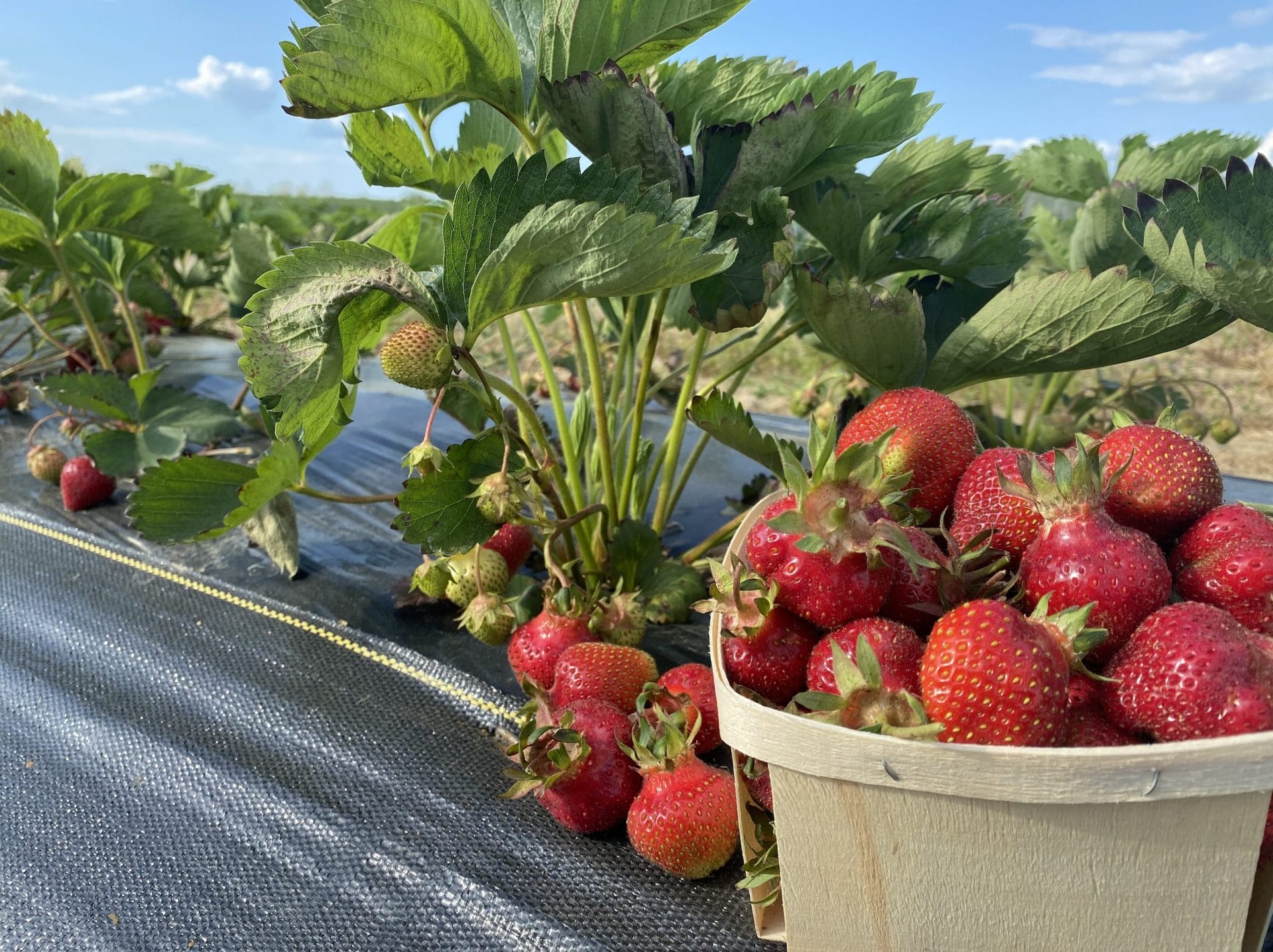 Strawberries in basket