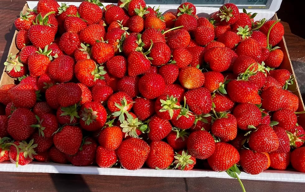 Strawberries in a basket