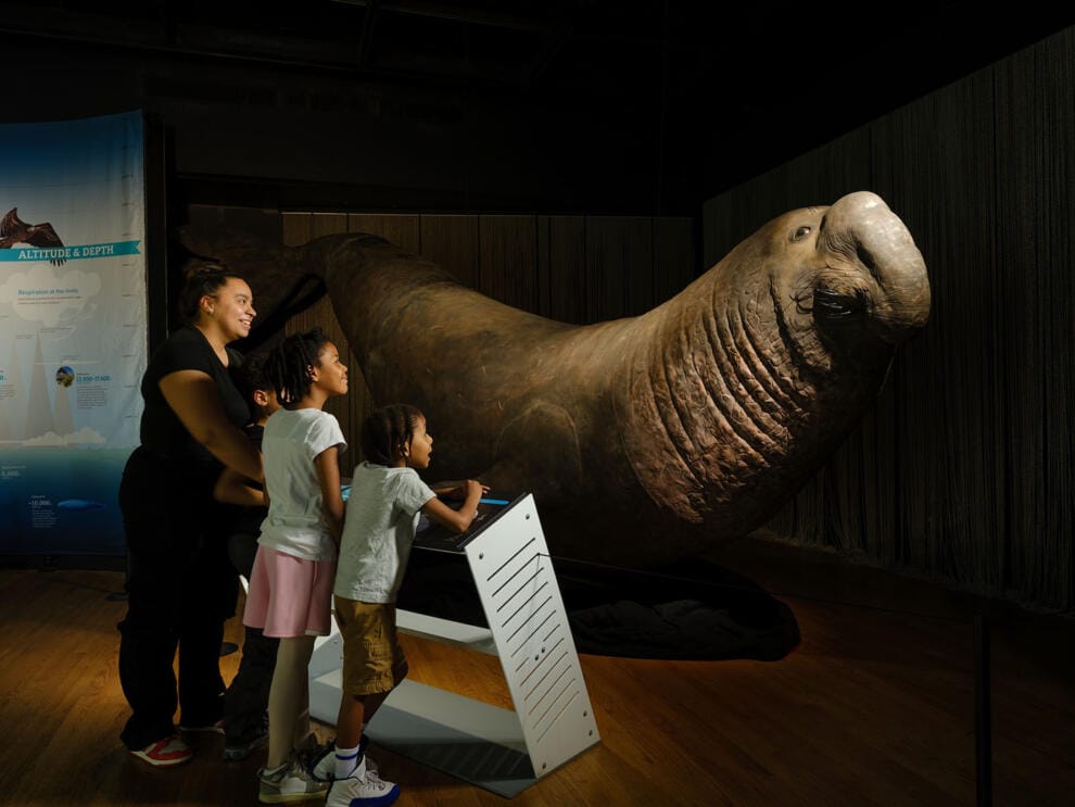 Children looking at an exhibit in the museum.