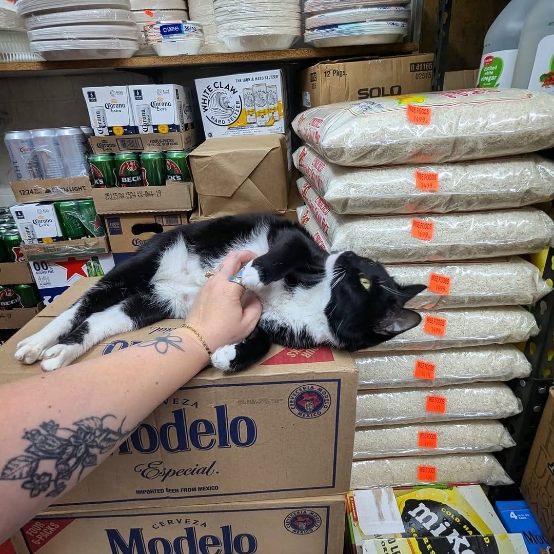 New York City Might Soon Legalize Bodega Cats