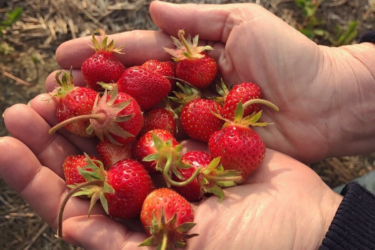 Someone holding the strawberries they picked