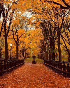 The Best NYC Neighborhoods for Early Fall Vibes