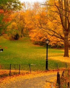 Fall NYC
