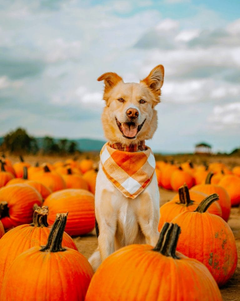 10+ Best Pumpkin Patches Near NYC (Even Without a Car)