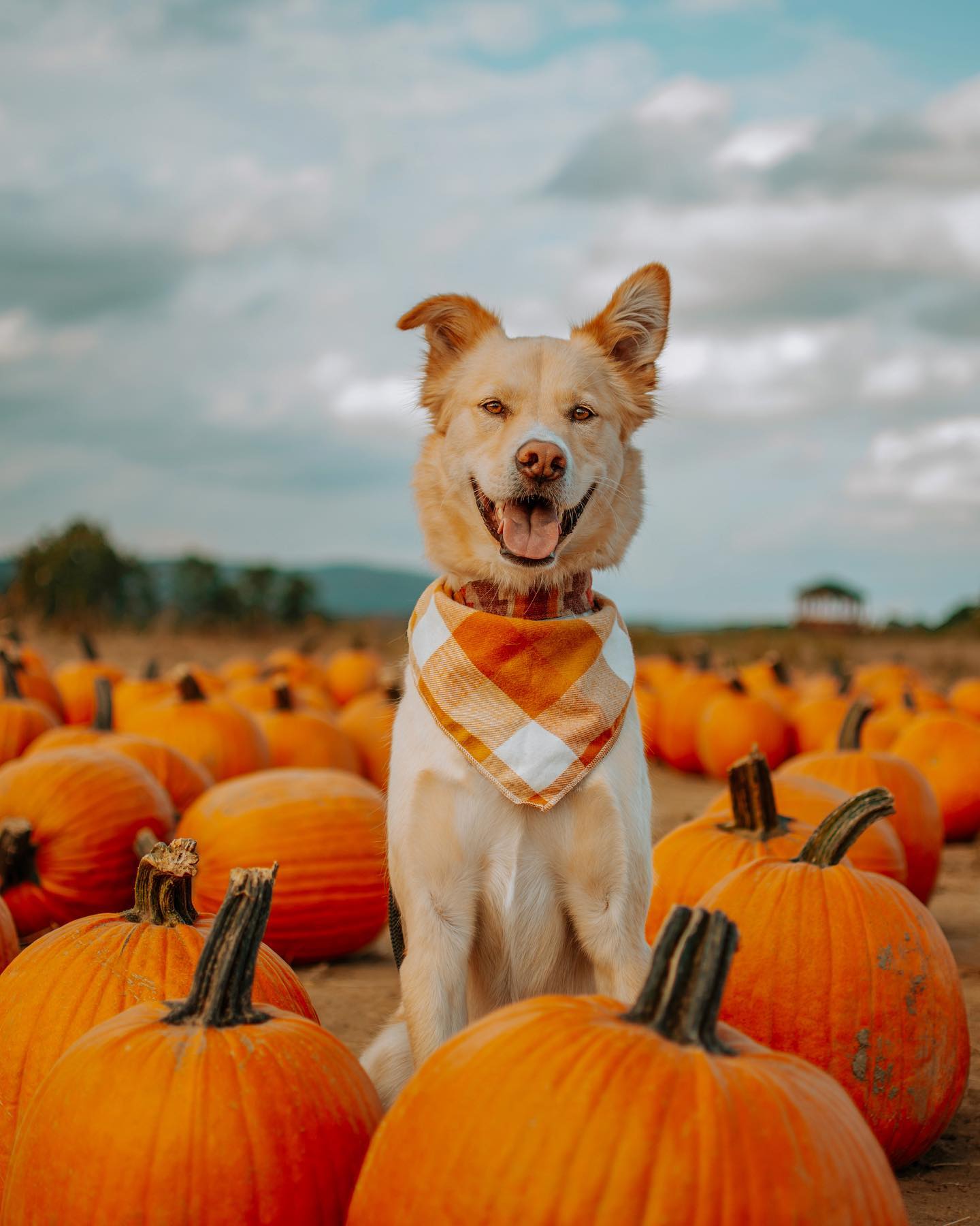 Pumpkin Patches NYC