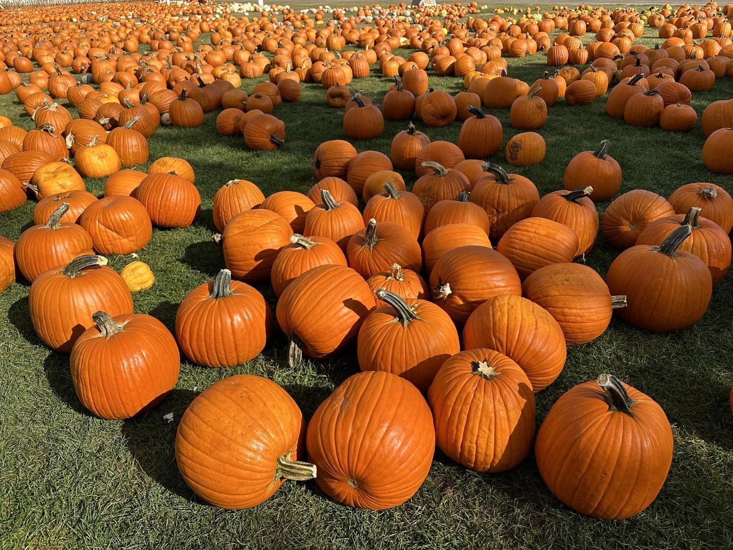 Pumpkin Patches NYC