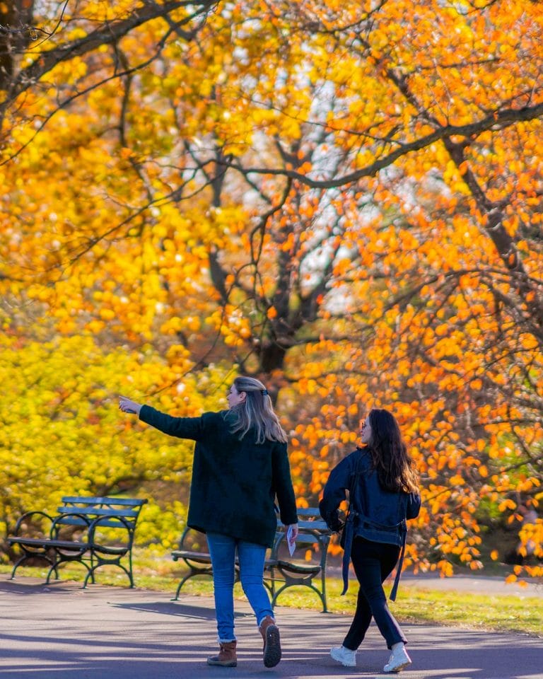 Where to See the Best Fall Foliage in NYC (Without Leaving the City)