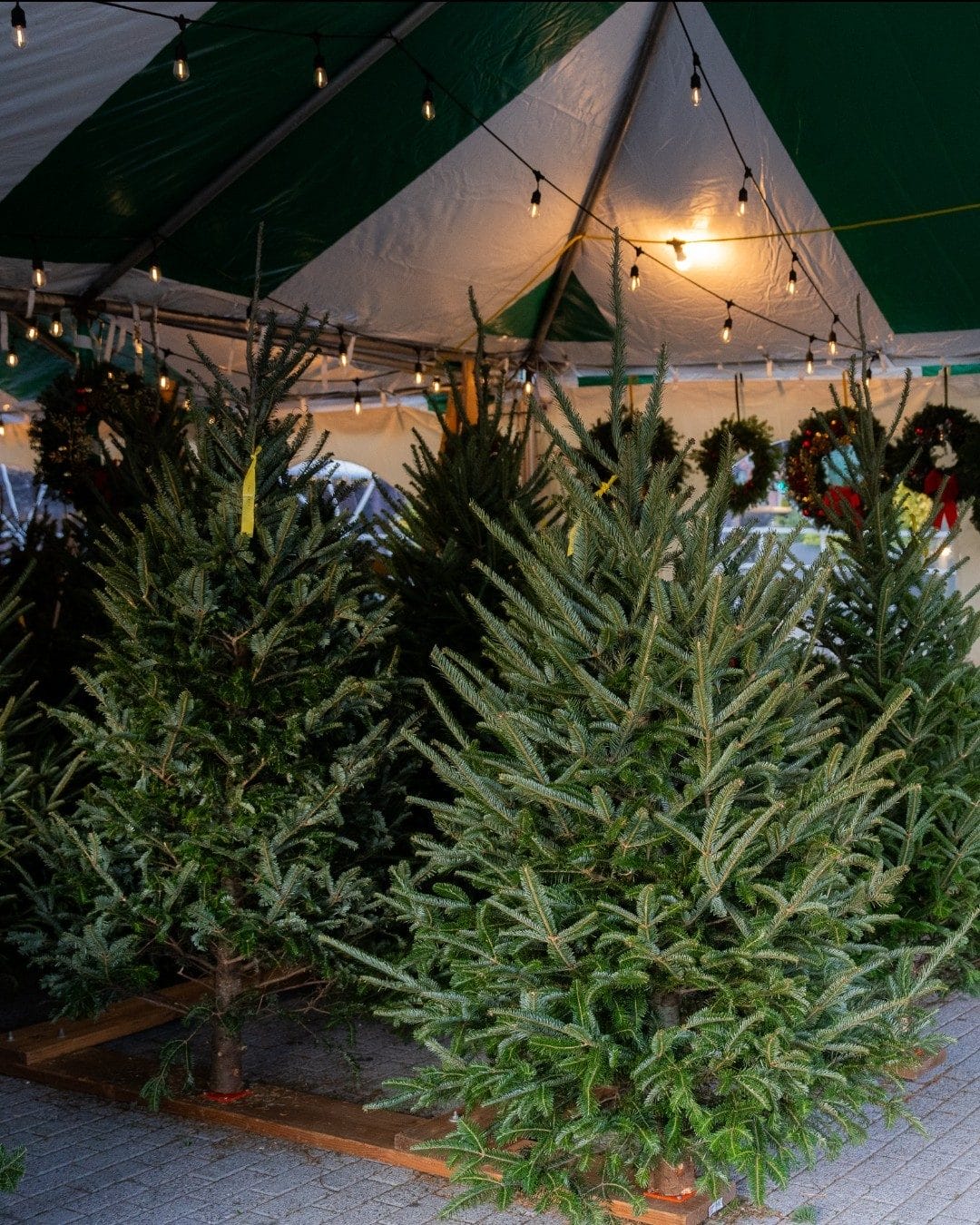 Christmas tree delivery NYC