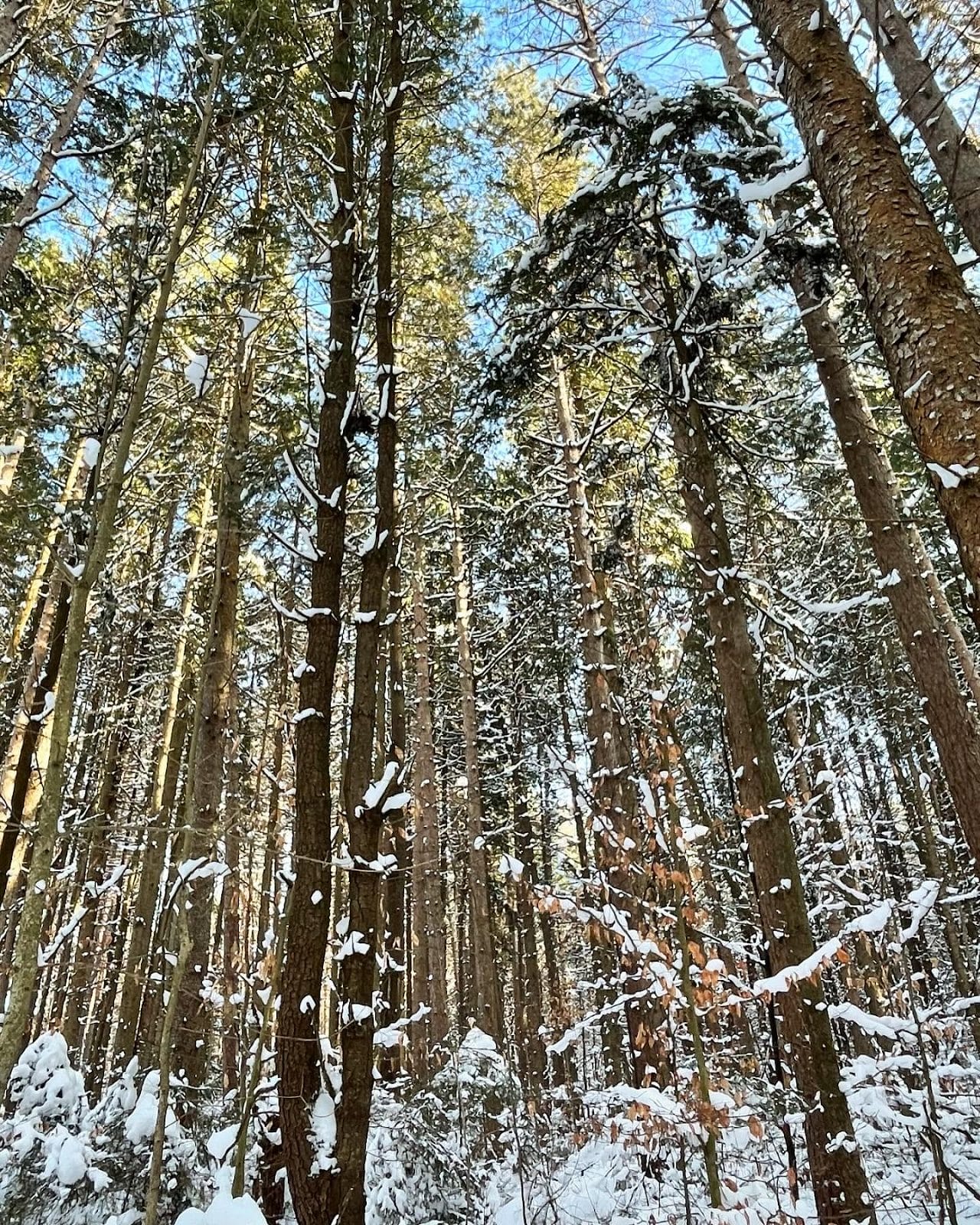 best places to go snowshoeing in New York