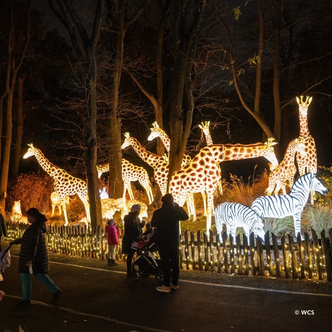 Best Christmas Lights in NYC