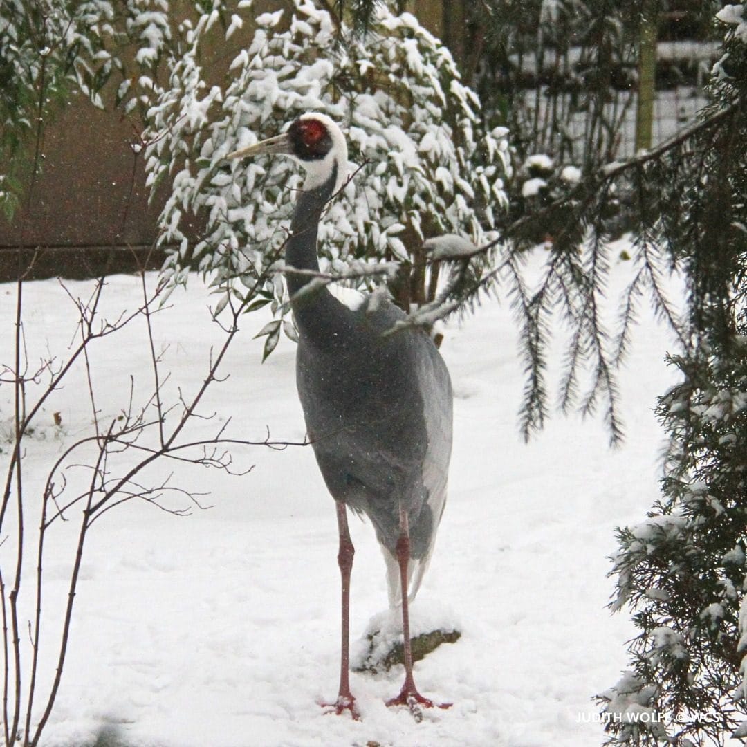 Things to Do in Central Park in Winter